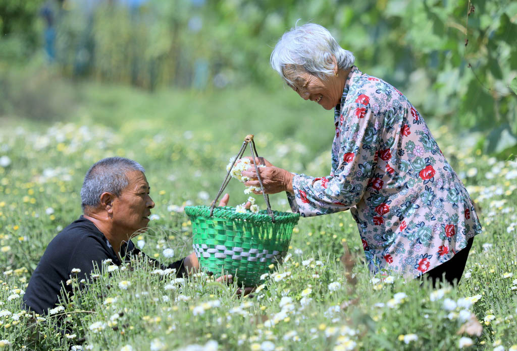 艺术创作类 李春辉 采摘菊花.jpg